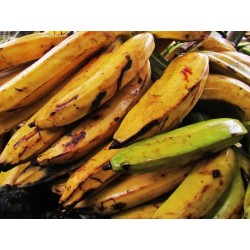 Alloco - Banane plantin  (au Kilo). Dakar Express, votre partenaire de confiance pour des livraisons rapides et sécurisées à Dakar. Nous mettons tout en œuvre pour vous garantir une livraison fiable et efficace.