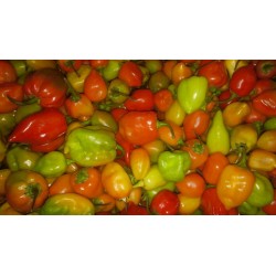 Piment SADDAM ( 500g ou 250g). Dakar Express, la référence en matière de livraison rapide à Dakar. Nous nous occupons de vos colis avec soin et efficacité.